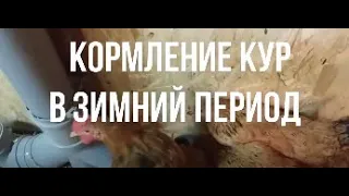 Кормление кур в зимний период. Лук вместо антибиотиков  и пророщенное зерно.