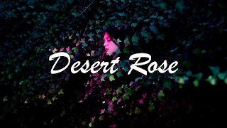 [English Lyrics] Lolo Zouaï - Desert Rose (Official Audio)