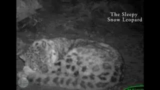 The Sleepy Snow Leopard
