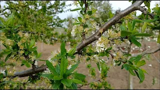 Stropirea pomilor fructiferi - faza scuturatul florilor