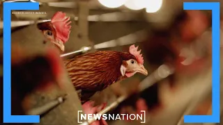 US considers poultry vaccine after bird flu kills millions | Morning in America