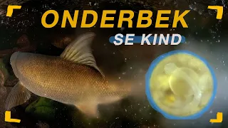 Saving Sandfish | EP5 | Onderbek se Kind