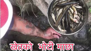 How to catching fish by hand at paddy field | fishing nepal skill | Bikash Rana | Aanbu khaireni