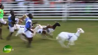Tobago Goat Race