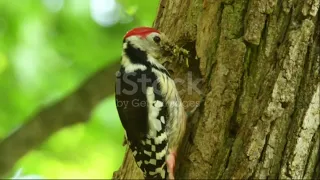 Woodpecker - The Mighty Bird Woodpecker - Woodpecker Video Footage