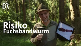 Der Fuchsbandwurm: Risiko beim Schwammerl-Suchen? | Wir in Bayern | BR