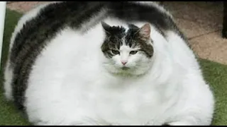 Cats are so funny you will die laughing  - Funny cat compilat #6