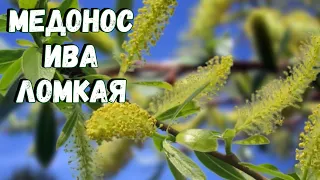 Ива ломкая. Описание. Медопродуктивность