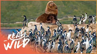 The Abundance Of Unique Wildlife In Patagonia | Real Wild