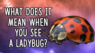 What Does It Mean When You See A Ladybug?