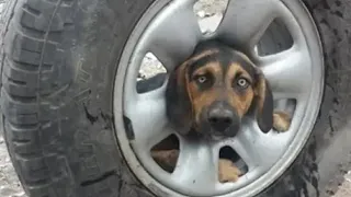 Собака застряла в колесном диске и рвалась на волю
