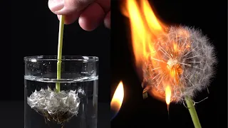 Tricks mit Löwenzahn - Pusteblume mit Wasser und Feuer