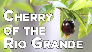 Tasting Cherry of the Rio Grande