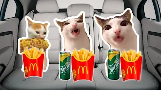 Cat Memes: Road Trip Compilation