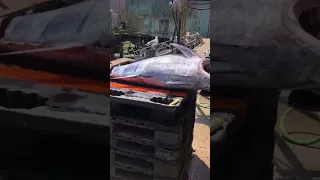 Unloading a beautiful bluefin tuna #bluefintuna #shorts #youtube #subscribe #viral #love #fishing