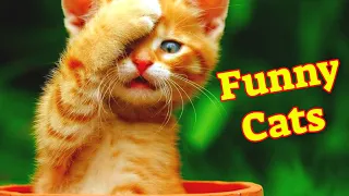 Funny Cats | Funny Cat Videos | Funny Cat Videos 2021