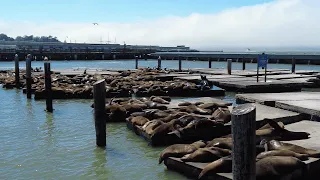 San Francisco Pier 39 From Iconic Ferry Building Spring 2024 Walk 4[K]