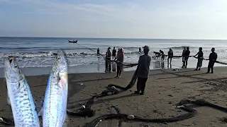Amazing Beach Seine Net Fishing - Hundreds of Sea Fishing