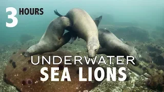 3 Hours Soothing Relaxing Cute Sea Lions Seals Swimming Underwater with Calm Music