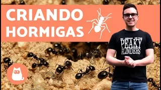 ¿Cómo empezar una colonia de hormigas? | Criando hormigas