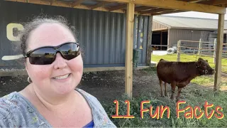11 Fun Facts About Dexter Cattle