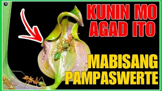 BAKA MAKAKITA KA NITO KUNIN MO KAAGAD DAHIL MAINAM PALANG GAMITING PAMPASWERTE SA NEGOSYO  | BHES TV