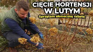 Cięcie hortensji 2024. Sprzątam słoneczną rabatę. Luty w ogrodzie.