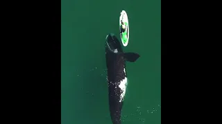 Giant Whale Approaches Unsuspecting Paddle Boarder, And The Incredible Encounter Captured by a Drone