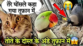 बोलने वाले तोते के दोस्त के अंडे तूफ़ान में 😱 |#bolnewalatota #talkingparrot #तोता #animallover