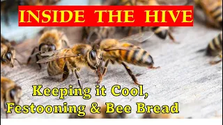 INSIDE the HIVE - Keeping it cool, Festooning & Bee Bread. [VERY INFORMATIVE]