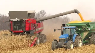 Corn Harvest 2020 | Massey Ferguson 9545 Combine Harvesting Corn | Ontario, Canada
