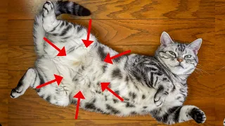 15 Signs of Cat Love That Humans Usually Don't Recognize