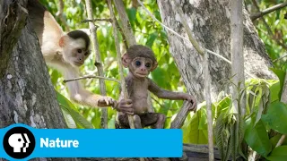 Official Preview | Spy in the Wild 2 - Episode 1: The Tropics | NATURE | PBS