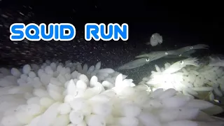 Squid Run - Redondo Beach