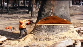 1000 YEARS CEDAR Trees Felling Cutting Down with Chainsaw Machines! Fastest Lumberjack Skill