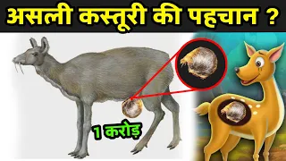 असली कस्तूरी की पहचान ? | What Is Kasturi | Kasturi Kya Hai Hindi