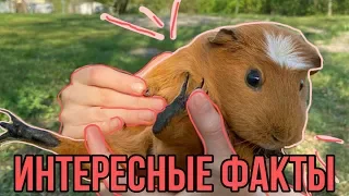 Интересные факты о морских свинках/морские свинки едят свой помет?