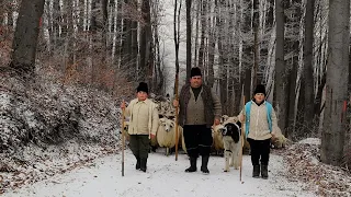 TRANSHUMANȚA DE IARNĂ PE DEALURI | TRAVERSAREA UNEI VĂI ȘI A UNOR PĂDURI  - DOCUMENTAR EP.1