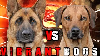 German Shepherd vs Rhodesian Ridgeback | Rhodesian Ridgeback vs German Shepherd | Billa Boyka |