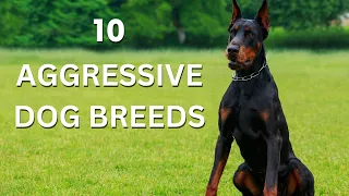 Top 10 Aggressive Dog Breeds | Guard dogs