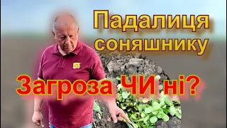 Падалиця соняшнику. Загроза чи ні?