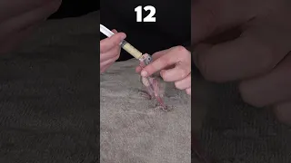 Baby Parrot 1 to 32 Day Growth Stages