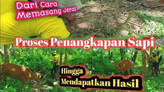 Beginilah Cara Menangkap Sapi Liar Dengan Mudah