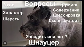 СОБАКА. КАК ВЫБРАТЬ? ЦВЕРГШНАУЦЕР. Zwergschnauzer