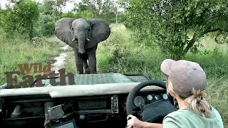 WildEarth - Sunrise Safari - 20 March 2020