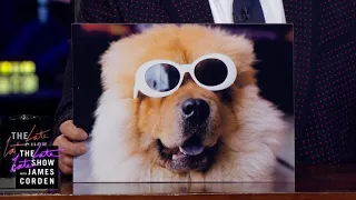 Dogs In Sunglasses