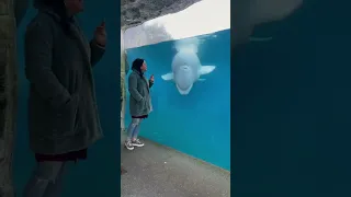 Singing For Beluga Whales!