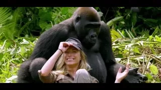 Verliebter Affe: Dieser Gorilla baggert die Frau seines Retters an