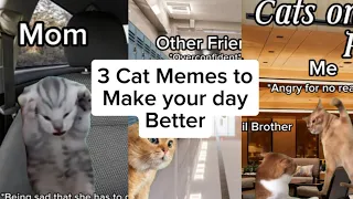 3 Cat Memes I made to make your day better