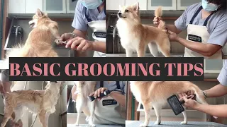 Dog Grooming for beginners (Tagalog) |  Bunny TV